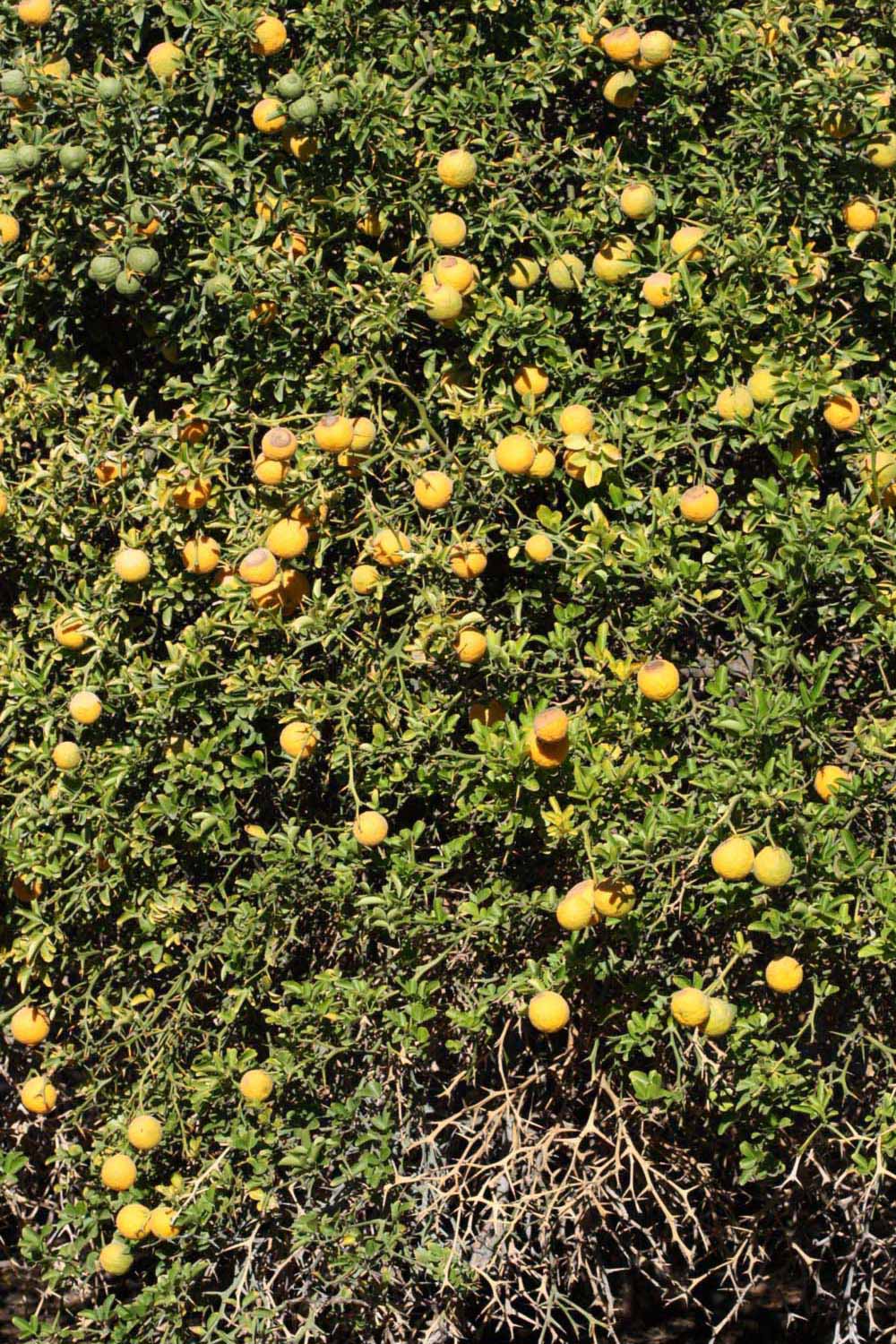            Habit (Riverside, CA)   